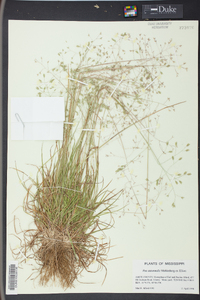 Poa autumnalis image