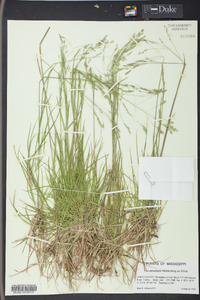 Poa autumnalis image