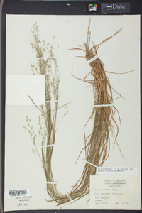 Poa autumnalis image