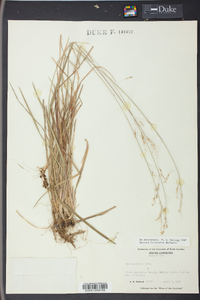 Poa cuspidata image