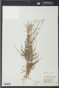 Poa cuspidata image