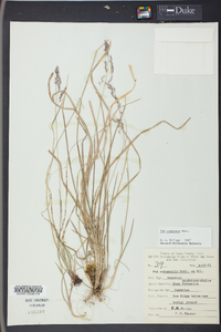 Poa cuspidata image