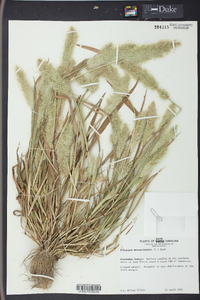 Polypogon monspeliensis image