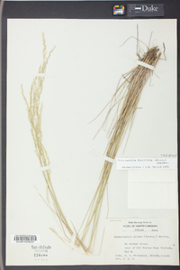 Sphenopholis filiformis image