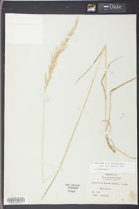 Sphenopholis pallens image