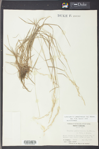 Sphenopholis pensylvanica image