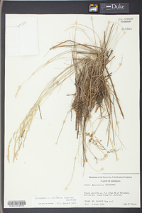 Sphenopholis filiformis image