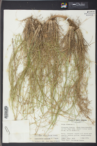 Stipa avenacea image