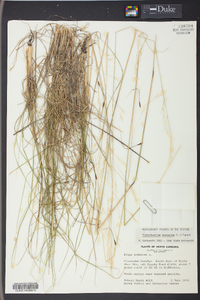 Stipa avenacea image