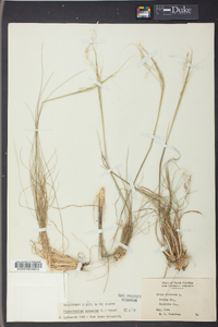 Stipa avenacea image