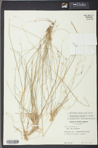 Stipa avenacea image