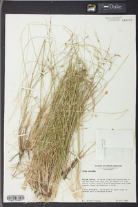 Stipa avenacea image