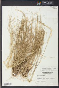 Stipa avenacea image