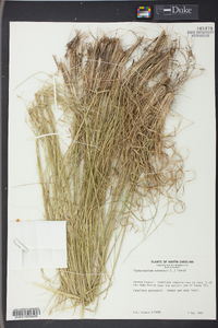 Stipa avenacea image