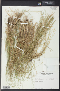 Stipa avenacea image