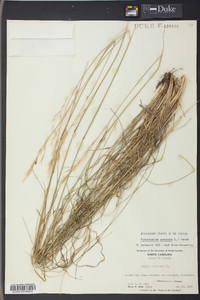 Stipa avenacea image