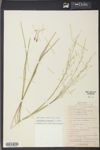 Stipa avenacea image