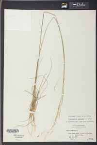 Stipa avenacea image