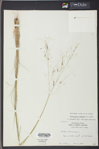 Stipa avenacea image