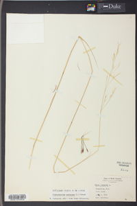 Stipa avenacea image