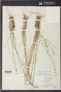 Stipa avenacea image