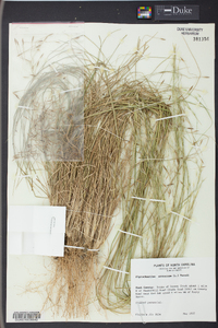 Stipa avenacea image