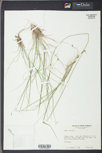 Stipa avenacea image