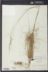 Stipa avenacea image