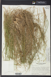 Stipa avenacea image