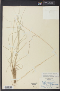 Stipa avenacea image