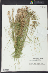 Stipa avenacea image