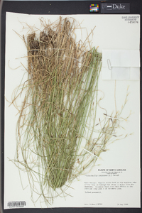 Stipa avenacea image