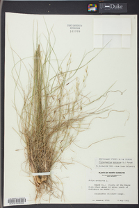 Stipa avenacea image