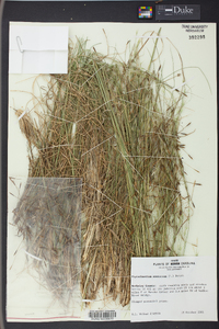 Stipa avenacea image