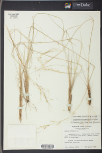 Stipa avenacea image