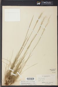 Stipa avenacea image