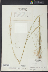 Stipa avenacea image