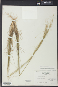 Stipa avenacea image