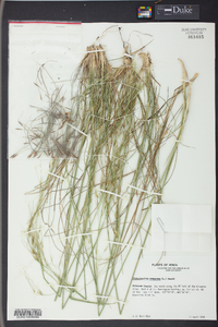 Stipa avenacea image