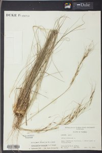 Stipa avenacea image