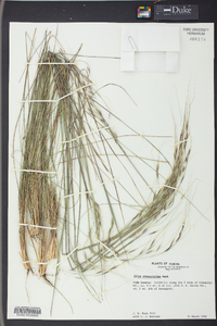 Stipa avenacea image