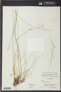 Stipa avenacea image