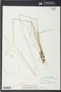 Stipa avenacea image