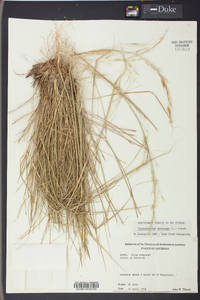 Stipa avenacea image