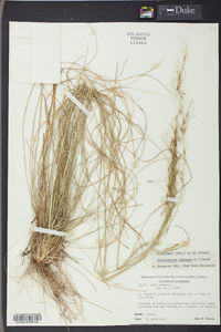 Stipa avenacea image