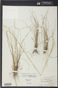 Stipa avenacea image