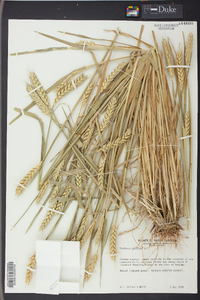 Triticum aestivum image