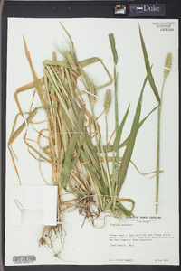 Triticum aestivum image