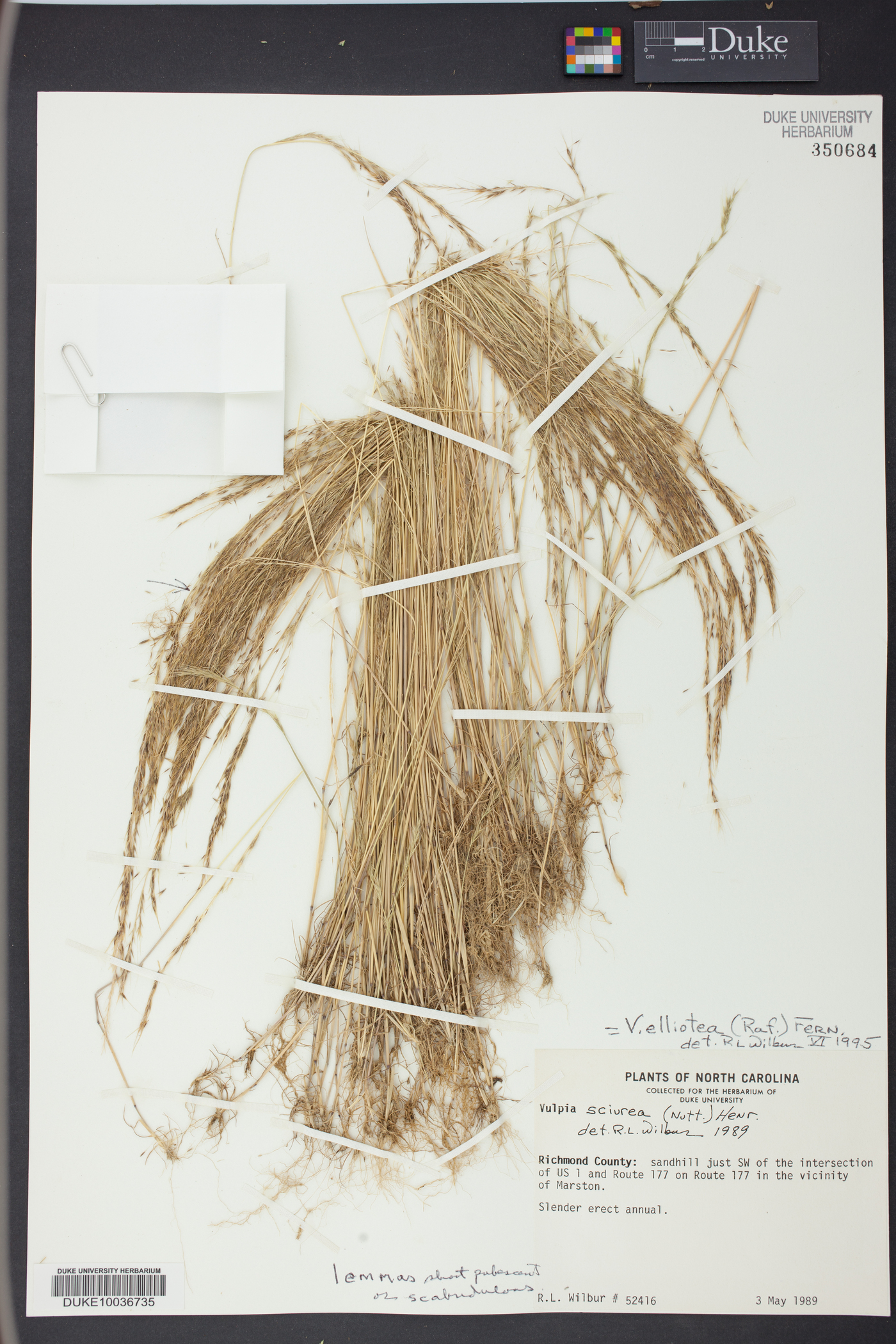 Vulpia elliotea image