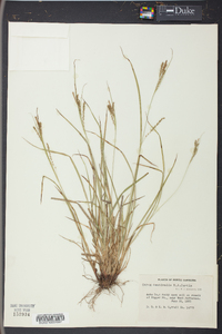 Carex aestivalis image